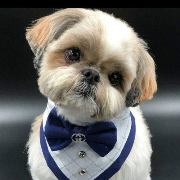 shirlspup